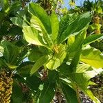 Lophanthera lactescens Hoja