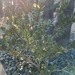 Senecio decaryi Hoja