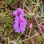 Dactylorhiza maculataFlower