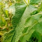 Eupatorium perfoliatum Blatt