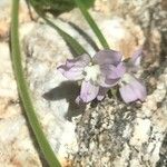 Epilobium montanum Cvet