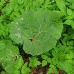 Petasites hybridus Leaf