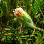 Achyrachaena mollis Λουλούδι