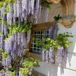 Wisteria sinensis Buveinė