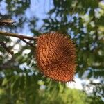 Caesalpinia bonduc Vrucht