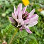 Astragalus glaux Blomma