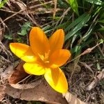 Crocus flavus Blomma