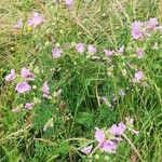 Malva alcea Blüte