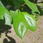 Viburnum suspensum Frunză