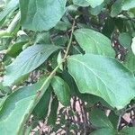 Ehretia amoena Hoja