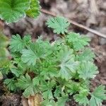 Alchemilla australis Blatt