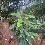 Macadamia ternifolia Blad