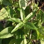 Rubia tinctorum Leaf