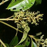 Miconia theizans Hoja