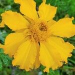 Tagetes tenuifolia Квітка