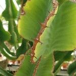 Euphorbia cooperi Hoja