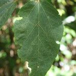 Dombeya punctata Fuelha