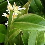 Sarcococca orientalis Flower