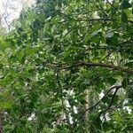 Ficus palmata Feuille