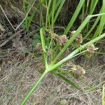 Cyperus eragrostis পাতা