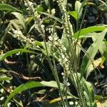 Persicaria attenuata