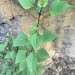 Ageratina adenophora Liść