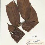 Ryania spruceana برگ