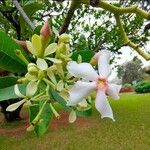 Cerbera manghas Blüte