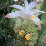 Curcuma longaFlower