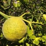 Citrus trifoliata Плод