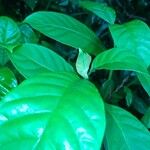 Psychotria carthagenensis Blad