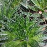 Aloe aristataপাতা