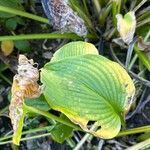 Hosta sieboldiana Foglia