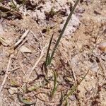 Littorella uniflora Leaf