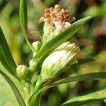 Symphyotrichum × salignum Pokrój