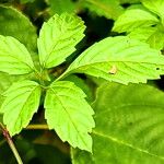 Causonis japonica Feuille