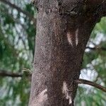 Podocarpus henkelii Rinde