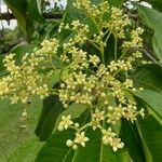 Esenbeckia leiocarpa Flower