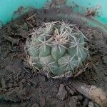 Coryphantha elephantidens Ліст