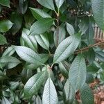 Photinia serratifolia Leaf