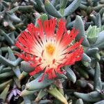 Astridia longifolia Flower