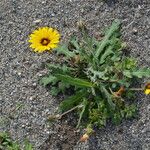 Calendula tripterocarpa Flor