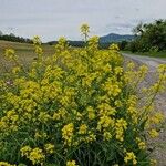 Bunias orientalis Агульны выгляд