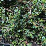 Cotoneaster integerrimus Blad