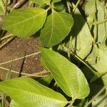 Dalechampia websteri Leaf