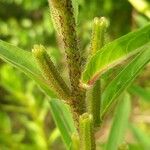 Oenothera × fallax Bark