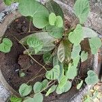 Ipomoea obscura Fuelha