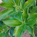 Acokanthera oblongifolia Φύλλο