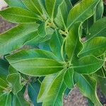 Acokanthera oblongifolia Blatt