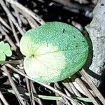 Arisarum simorrhinum Blad